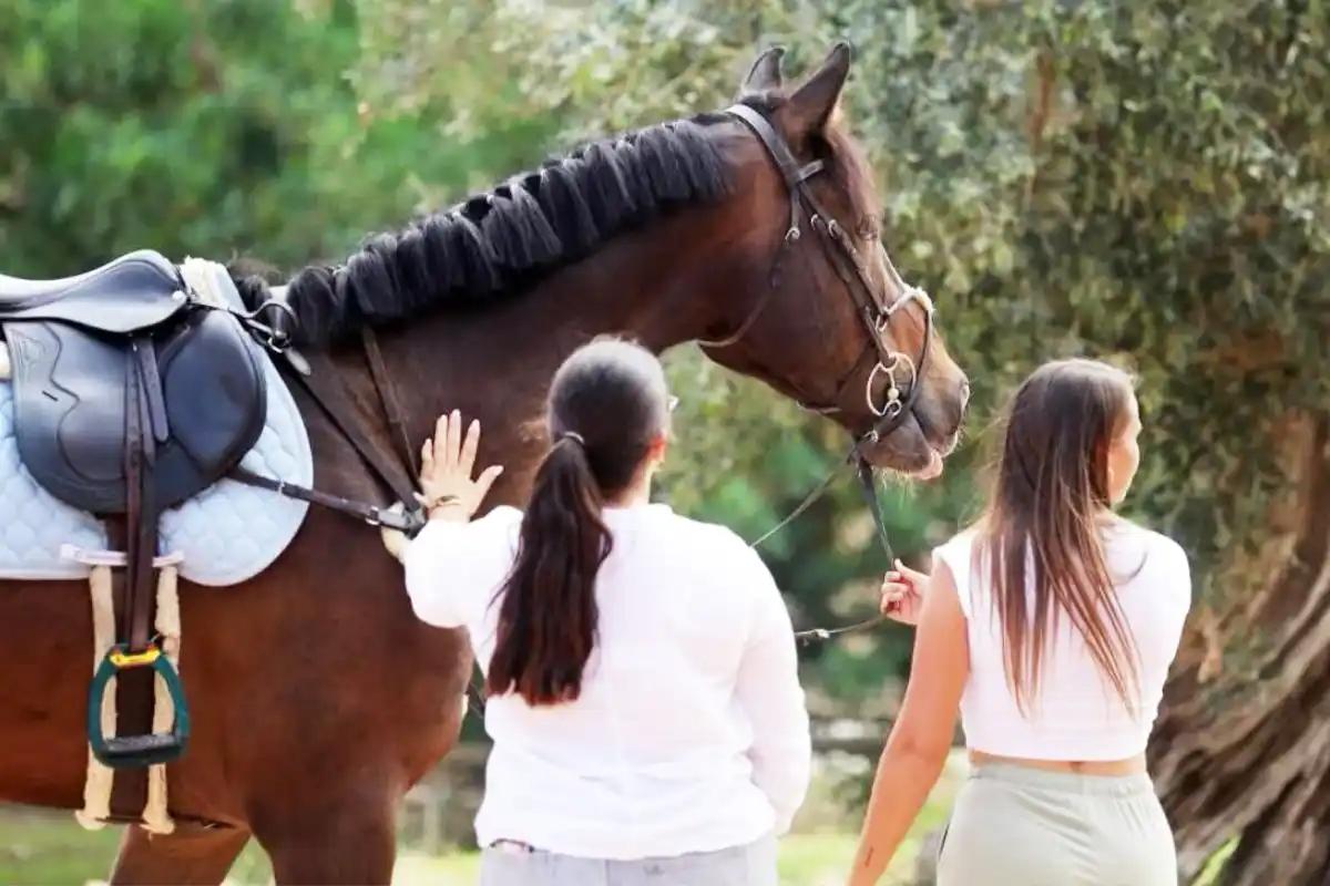 DodgeZ - Holsteiner 2026 | Sa Caseta