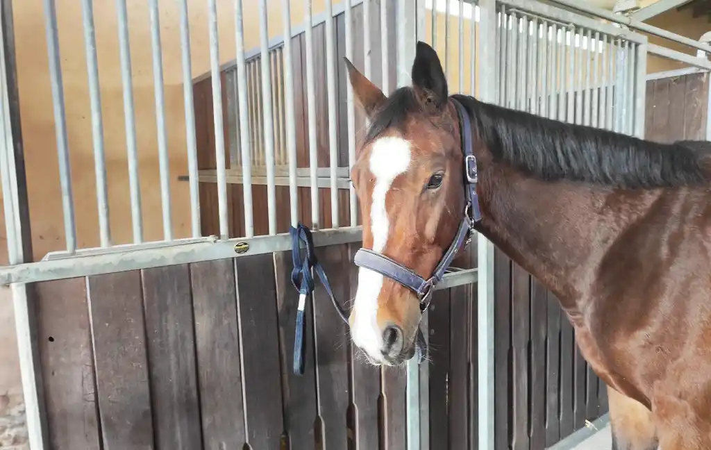 Nulonie - Venta de Caballos - Sa Caseta - Manacor