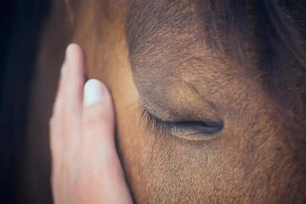 Pupilaje - Servicios de Sa Caseta - Hípica Manacor